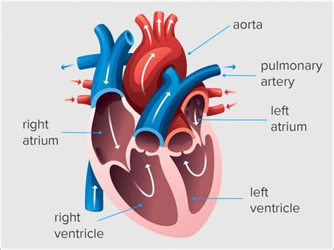 diastolic volume definition.